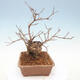 Outdoor bonsai - piękny Callicarpa - 4/6
