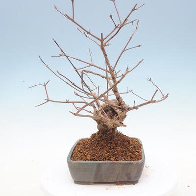 Outdoor bonsai - piękny Callicarpa - 4