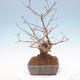 Outdoor bonsai - piękny Callicarpa - 4/6