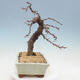 Outdoor bonsai -Larix decidua - modrzew - 4/4