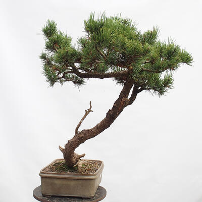 Bonsai zewnętrzne - Sosna błotna - Pinus uncinata - 4