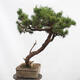 Bonsai zewnętrzne - Sosna błotna - Pinus uncinata - 4/5