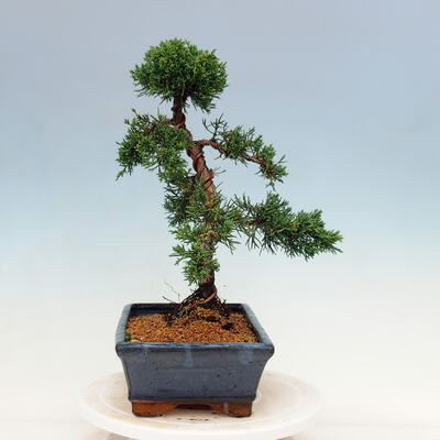 Outdoor bonsai - Juniperus chinensis Kishu-Chinese Juniper - 4