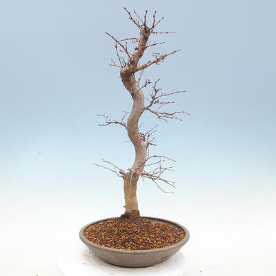 Outdoor bonsai -Carpinus CARPINOIDES - Koreański Grab - 4