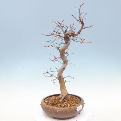 Outdoor bonsai -Carpinus CARPINOIDES - Koreański Grab - 4