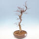 Outdoor bonsai -Carpinus CARPINOIDES - Koreański Grab - 4/5