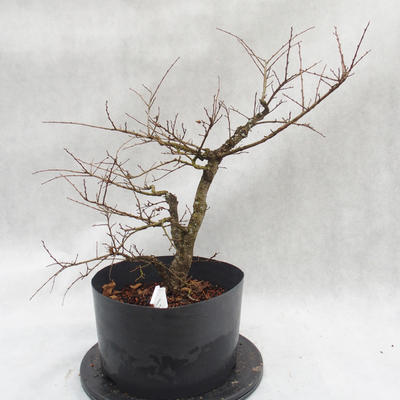 Outdoor bonsai Clay - liście - parviflora Ulmus - 4