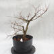 Outdoor bonsai Clay - liście - parviflora Ulmus - 4/4