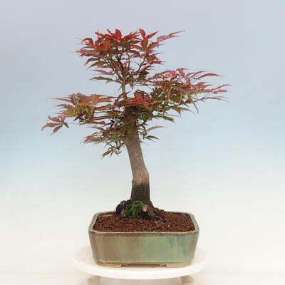 Outdoor bonsai - Acer palmatum Atropurpureum - Czerwony klon palmowy - 4