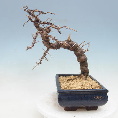 Outdoor bonsai -Larix decidua - modrzew - 4