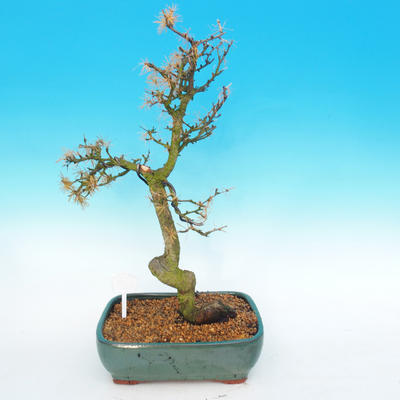 Outdoor bonsai -Modřín-liściasty Larix decidua - 4