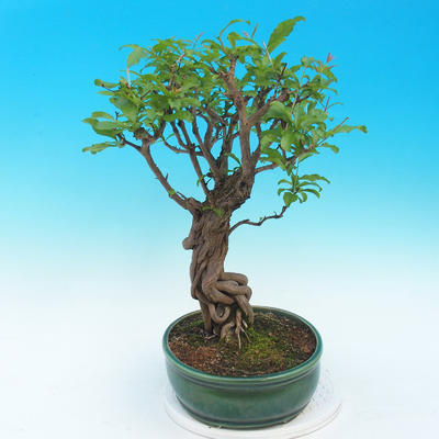 Pokój bonsai-Punica granatum nana-Granat - 4
