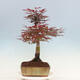 Outdoor bonsai - Acer palmatum Atropurpureum - Czerwony klon palmowy - 4/5