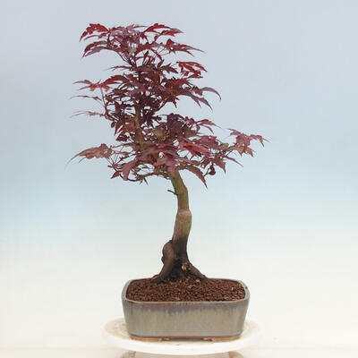 Outdoor bonsai - Acer palmatum Atropurpureum - Czerwony klon palmowy - 4