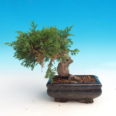 Outdoor bonsai - Juniperus chinensis Itoigava - chiński jałowiec - 4
