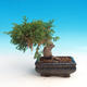 Outdoor bonsai - Juniperus chinensis Itoigava - chiński jałowiec - 4/4