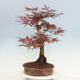 Outdoor bonsai - Acer palmatum Atropurpureum - Czerwony klon palmowy - 4/5