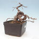 Outdoor bonsai -Larix decidua - modrzew - 4/4