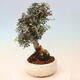 Kryte bonsai - Olea europaea sylvestris - Europejska oliwa z małych liści - 4/7