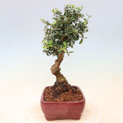 Bonsai do wnętrz - Olea europaea sylvestris - europejska oliwa drobnolistna - 4