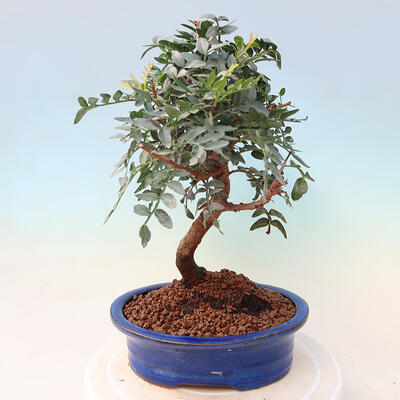 Kryte bonsai - Pistacje - 4