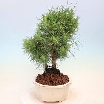 Bonsai do wnętrz-Pinus halepensis-sosna Aleppo - 4