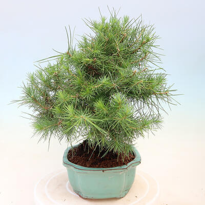 Bonsai do wnętrz-Pinus halepensis-sosna Aleppo - 4