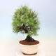 Bonsai do wnętrz-Pinus halepensis-sosna Aleppo - 4/4
