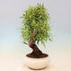 Bonsai wewnętrzne - Ficus nerifolia - figowiec drobnolistny - 4/4