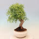 Bonsai wewnętrzne - Ficus nerifolia - figowiec drobnolistny - 4/4