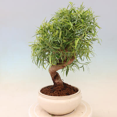 Bonsai wewnętrzne - Ficus nerifolia - figowiec drobnolistny - 4