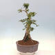 Outdoor bonsai - Acer palmatum Shishigashira - 4/5