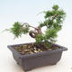 Outdoor bonsai - Juniperus chinensis Itoigawa-chiński jałowiec - 4/4
