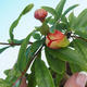 Pokój bonsai-Punica granatum nana-Granat - 4/4