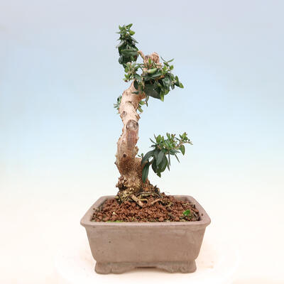 Bonsai do wnętrz - Olea europaea sylvestris - Oliwka europejska drobnolistna - 4