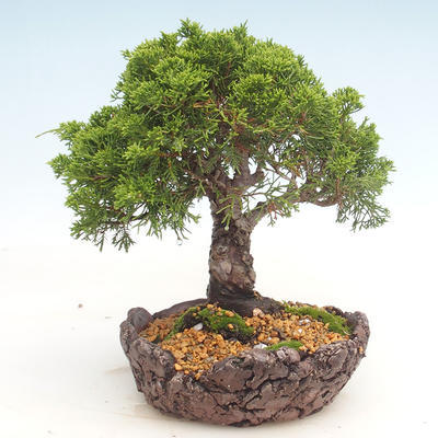 Outdoor bonsai - Juniperus chinensis Itoigawa-chiński jałowiec - 4