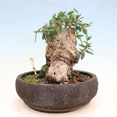 Bonsai do wnętrz - Olea europaea sylvestris - Oliwka europejska drobnolistna - 4