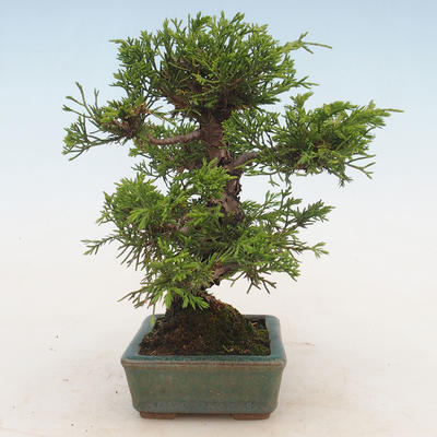 Outdoor bonsai - Juniperus chinensis Itoigawa-chiński jałowiec - 4