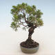 Outdoor bonsai - Juniperus chinensis - chiński jałowiec - 4/5