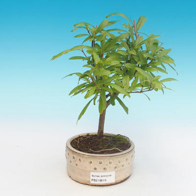Pokój bonsai-PUNICA granatum nana-granat - 4