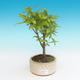 Pokój bonsai-PUNICA granatum nana-granat - 4/4