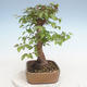 Outdoor bonsai -Carpinus CARPINOIDES - Koreański Grab - 4/5