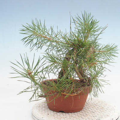 Outdoor bonsai - Pinus Sylvestris - sosna zwyczajna - 4