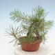 Outdoor bonsai - Pinus Sylvestris - sosna zwyczajna - 4/4