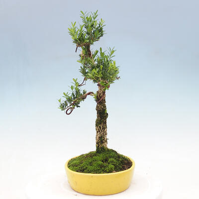 Bonsai pokojowe - Buxus harlandii - buxus korkowy - 4