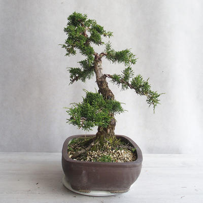 Outdoor bonsai - Juniperus chinensis - chiński jałowiec - 4