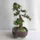 Outdoor bonsai - Juniperus chinensis - chiński jałowiec - 4/5