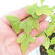 Outdoor bonsai - Maple Buergerianum - Burger Maple - 4/6