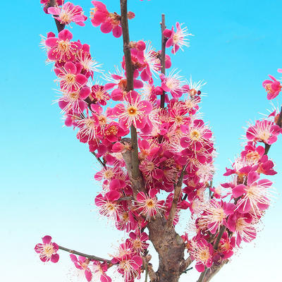 Outdoor bonsai - japońska morela - Prunus Mume - 4
