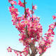 Outdoor bonsai - japońska morela - Prunus Mume - 4/6